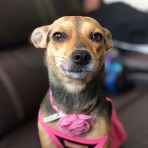 Meet your Posher, Yesenia